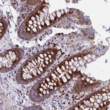Anti-OLFM2 antibody produced in rabbit Prestige Antibodies&#174; Powered by Atlas Antibodies, affinity isolated antibody, buffered aqueous glycerol solution