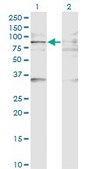 Monoclonal Anti-BAZ2B antibody produced in mouse clone 2D10, purified immunoglobulin, buffered aqueous solution