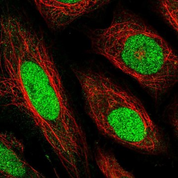 Anti-TEAD1 antibody produced in rabbit Prestige Antibodies&#174; Powered by Atlas Antibodies, affinity isolated antibody