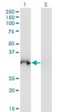 Monoclonal Anti-PLSCR3 antibody produced in mouse clone 4D11, purified immunoglobulin, buffered aqueous solution