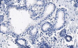 Anti-GM130 Antibody, clone 2M19 ZooMAb&#174; Rabbit Monoclonal recombinant, expressed in HEK 293 cells