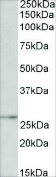 Anti-NMNAT3 antibody produced in goat affinity isolated antibody, buffered aqueous solution