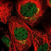 Anti-MDFIC antibody produced in rabbit Prestige Antibodies&#174; Powered by Atlas Antibodies, affinity isolated antibody, buffered aqueous glycerol solution