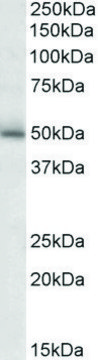 Anti-GABRG2 antibody produced in goat affinity isolated antibody, buffered aqueous solution