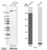 Anti-FLNA antibody produced in rabbit Ab2, Prestige Antibodies&#174; Powered by Atlas Antibodies, affinity isolated antibody, buffered aqueous glycerol solution