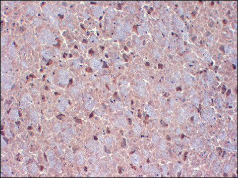 Monoclonal Anti-CNTN1 antibody produced in mouse clone S73-20, 1&#160;mg/mL, purified immunoglobulin