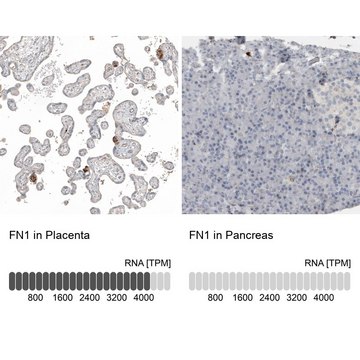 Anti-FN1 antibody produced in rabbit Prestige Antibodies&#174; Powered by Atlas Antibodies, affinity isolated antibody, buffered aqueous glycerol solution