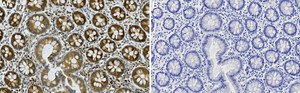 Anti-LGR5/GPR49 Antibody, clone 1I17 ZooMAb&#174; Rabbit Monoclonal recombinant, expressed in HEK 293 cells