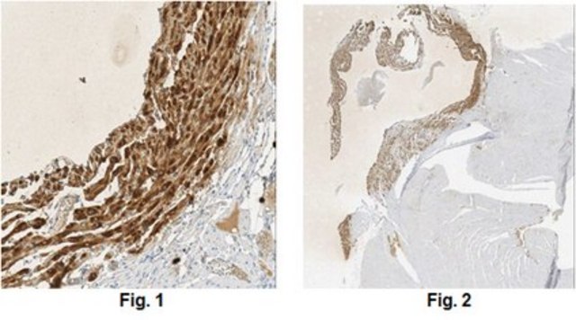 Anti-Pro-Atrial Natriuretic Peptide Antibody, clone 11E3.9 clone 11E3.9, from mouse