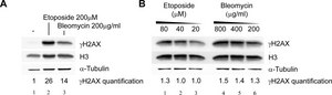 Anti-Histone H3 Antibody, CT, pan serum, Upstate&#174;