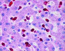 Anti-PRDX2 antibody produced in rabbit affinity isolated antibody