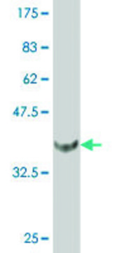 Monoclonal Anti-FOXF2 antibody produced in mouse clone 4F8, purified immunoglobulin, buffered aqueous solution
