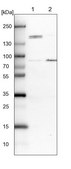 Anti-DHX29 antibody produced in rabbit Prestige Antibodies&#174; Powered by Atlas Antibodies, affinity isolated antibody, buffered aqueous glycerol solution