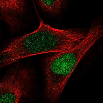 Anti-AQR antibody produced in rabbit Prestige Antibodies&#174; Powered by Atlas Antibodies, affinity isolated antibody