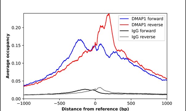 Anti-DMAP1 antibody produced in rabbit Prestige Antibodies&#174; Powered by Atlas Antibodies, affinity isolated antibody