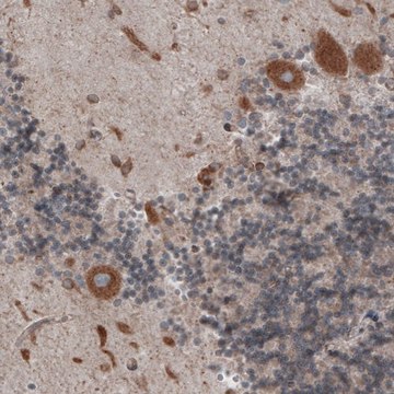 Monoclonal Anti-PDIA3 antibody produced in mouse Prestige Antibodies&#174; Powered by Atlas Antibodies, clone CL2446, purified immunoglobulin, buffered aqueous glycerol solution