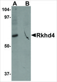 Anti-RKHD4 antibody produced in rabbit affinity isolated antibody, buffered aqueous solution