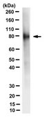 Anti-Delta-like protein 1 Antibody, clone PGPM-1F9 clone PGPM-1F9, from rat