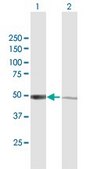 Anti-IRF3 antibody produced in mouse purified immunoglobulin, buffered aqueous solution