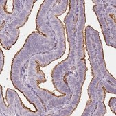 Monoclonal Anti-PODXL antibody produced in mouse Prestige Antibodies&#174; Powered by Atlas Antibodies, clone CL0285, purified immunoglobulin, buffered aqueous glycerol solution