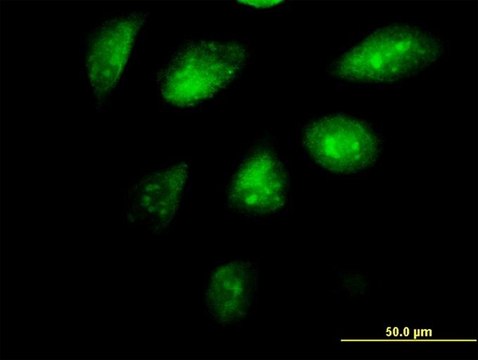 Monoclonal Anti-SETDB1 antibody produced in mouse clone 4A3, purified immunoglobulin, buffered aqueous solution