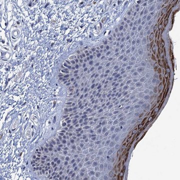 Anti-C16orf87 antibody produced in rabbit Prestige Antibodies&#174; Powered by Atlas Antibodies, affinity isolated antibody, buffered aqueous glycerol solution