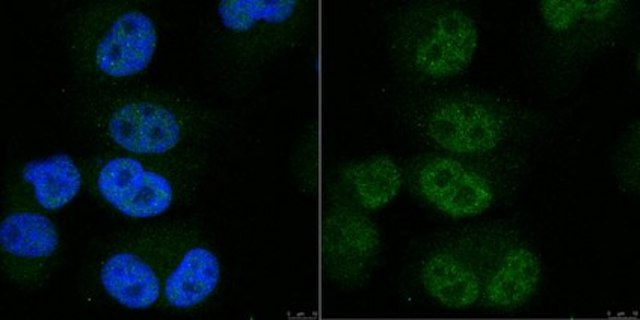 Anti-POLR2A Antibody, clone 1F5 clone 1F5, from rat