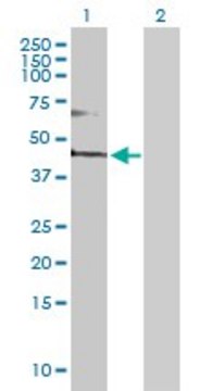 Anti-FADS3 antibody produced in rabbit purified immunoglobulin, buffered aqueous solution