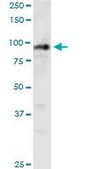 Monoclonal Anti-PHC1 antibody produced in mouse clone 3G1, purified immunoglobulin, buffered aqueous solution