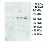Monoclonal Anti-DUX4 antibody produced in mouse clone P2B1, 1&#160;mg/mL, purified immunoglobulin
