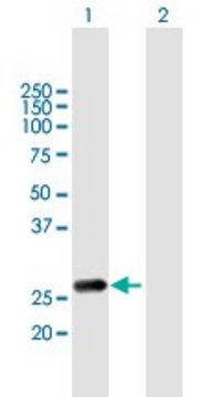 Anti-RAB20 antibody produced in mouse purified immunoglobulin, buffered aqueous solution