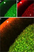 Anti-GABAA Receptor (&#945;1 subunit) antibody produced in rabbit affinity isolated antibody