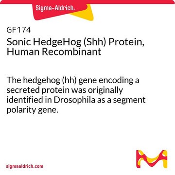 Sonic HedgeHog (Shh) Protein, Human Recombinant The hedgehog (hh) gene encoding a secreted protein was originally identified in Drosophila as a segment polarity gene.