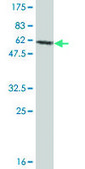Monoclonal Anti-TRA1 antibody produced in mouse clone 1A8, ascites fluid