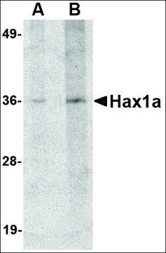 Anti-Hax1a antibody produced in rabbit affinity isolated antibody, buffered aqueous solution
