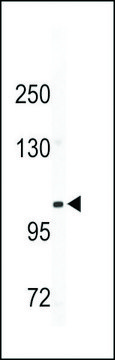 ANTI-CD49E(C-TERMINAL) antibody produced in rabbit purified immunoglobulin, buffered aqueous solution