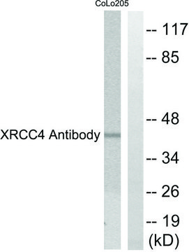 Anti-XRCC4 antibody produced in rabbit affinity isolated antibody