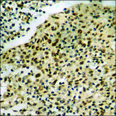 Anti-phospho-NIPA (pSer354) antibody produced in rabbit affinity isolated antibody