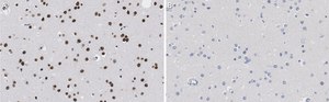 Anti-Nuclei Antibody, clone 3E1.3 ZooMAb&#174; Mouse Monoclonal recombinant, expressed in HEK 293 cells