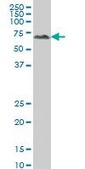Monoclonal Anti-ALPPL2 antibody produced in mouse clone 2B3, purified immunoglobulin, buffered aqueous solution