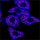 Anti-Rabbit IgG (H+L), highly cross-adsorbed, CF&#8482; 640R antibody produced in goat ~2&#160;mg/mL, affinity isolated antibody