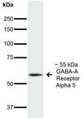 Monoclonal Anti-GABA A Receptor-R-Phycoerythrin antibody produced in mouse clone S415-24