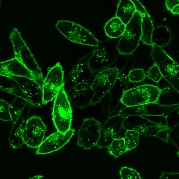 BioTracker 490 Green Cytoplasmic Membrane Dye Live cell imaging lipophilic carbocyanine membrane dye suitable for long-term fluorescent cell labeling and cell tracking studies.