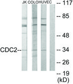 Anti-CDC2 antibody produced in rabbit affinity isolated antibody