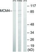 Anti-MCM4 antibody produced in rabbit affinity isolated antibody