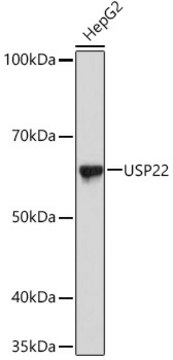 Anti-USP22 Antibody, clone 9C7I8, Rabbit Monoclonal