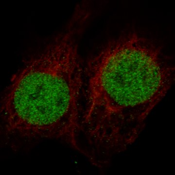 Monoclonal Anti-Msh2 Antibody Produced In Mouse Prestige Antibodies&#174; Powered by Atlas Antibodies, clone CL13713, affinity isolated antibody, buffered aqueous glycerol solution