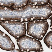 Anti-CDHR5 antibody produced in rabbit Prestige Antibodies&#174; Powered by Atlas Antibodies, affinity isolated antibody, buffered aqueous glycerol solution