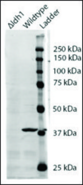 Anti-IDH1 antibody produced in goat affinity isolated antibody, buffered aqueous solution