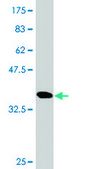Monoclonal Anti-PKMYT1, (C-terminal) antibody produced in mouse clone 2A3, purified immunoglobulin, buffered aqueous solution